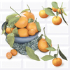 Панно Вог Цитрус/Vogue Citrus 2